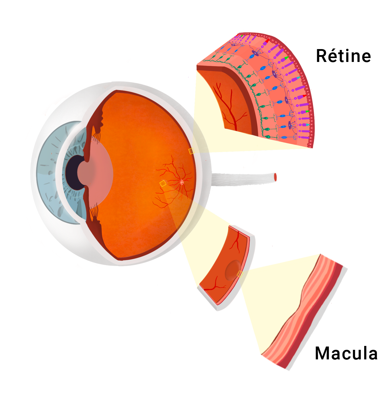 Schéma de découpe Rétine et Macula